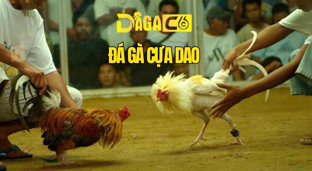 DAGAC6 1000 x 550 px 22
