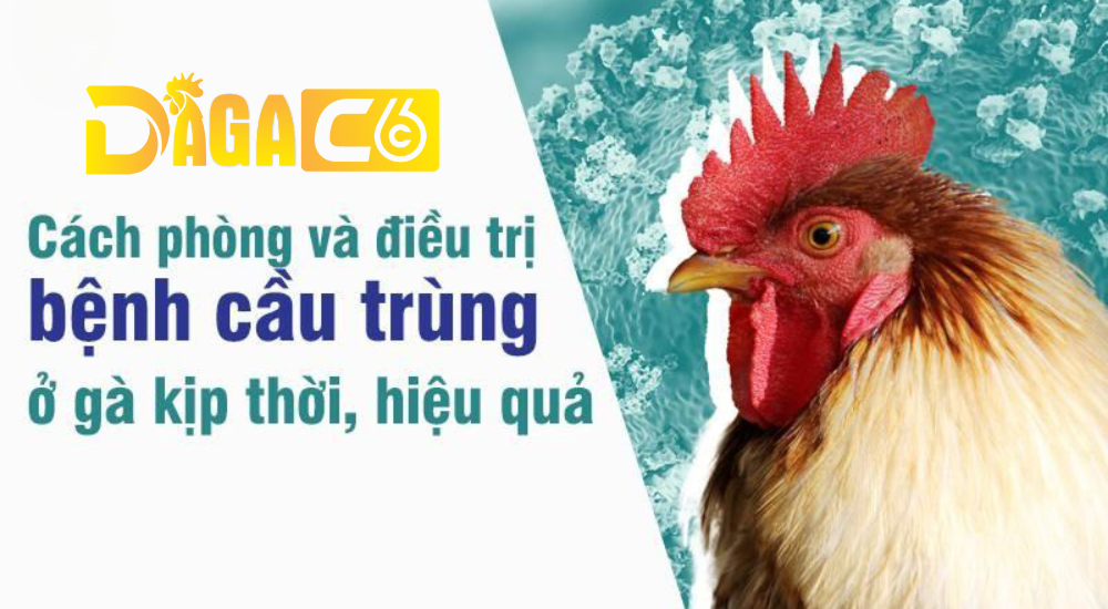 dagac6 benh cau trung