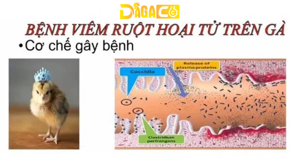 dagac6 benh viem ruot