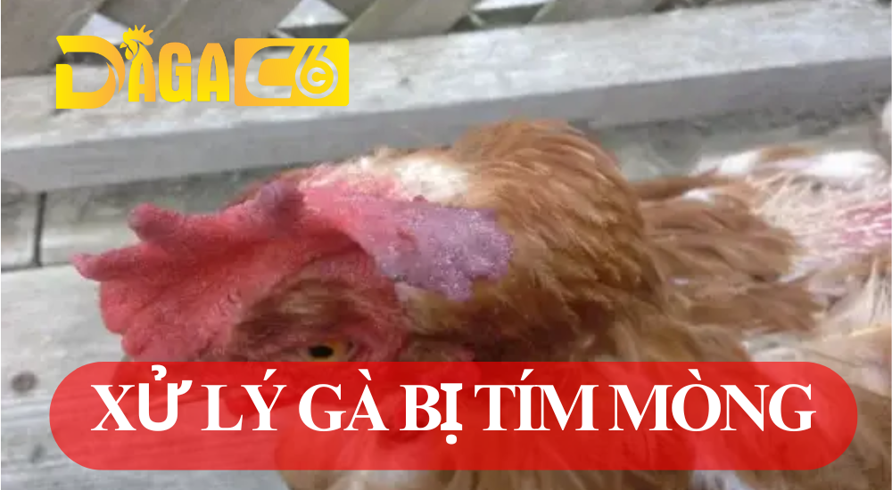 dagac6 ga bi tim mong